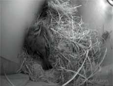 The Sparrow pair tonight (male in background), 21 March