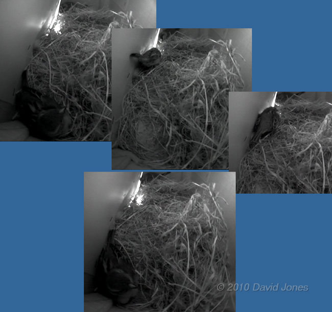 Sequence showing female Sparrow's aggression towards her partner, 22 March