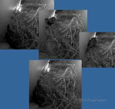 Sequence showing female Sparrow's aggression towards her partner, 22 March