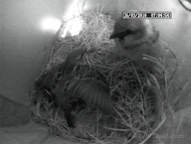 Interaction between the Sparrows, 26 March