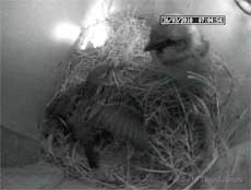 Interaction between the Sparrows, 26 March