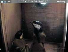 The Great Tits inspect their nest box, 27 March