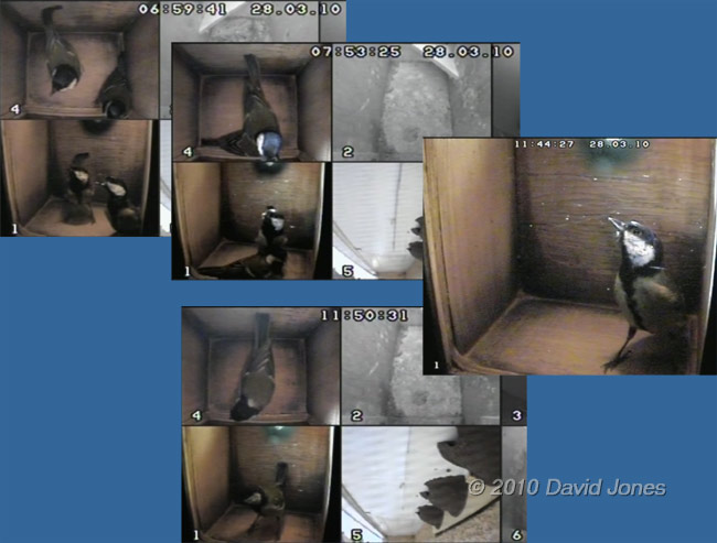 The Great Tits inspect their nest box four times today, 28 March