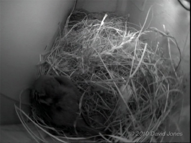 The male House Sparrow guards the roost entrance at 10pm, 30 March