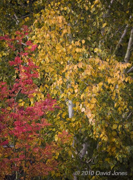 Our Himalayan Birch in this morning's hazy sunshine -2, November, 2010