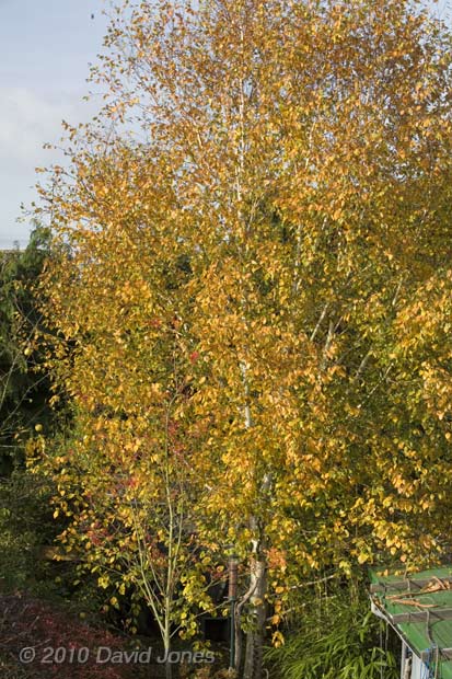 The Rowan loses its leaves ,4  November, 2010