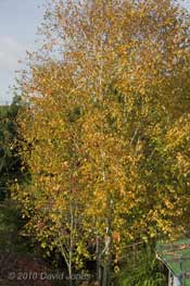 The Rowan loses its leaves ,4  November, 2010