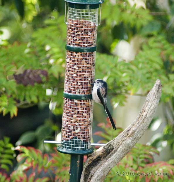 Long-tailed Tit at Peanut feeder, 20 October 2010