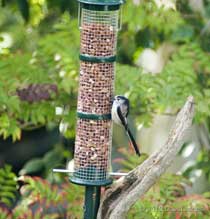 Long-tailed Tit at Peanut feeder, 20 October 2010