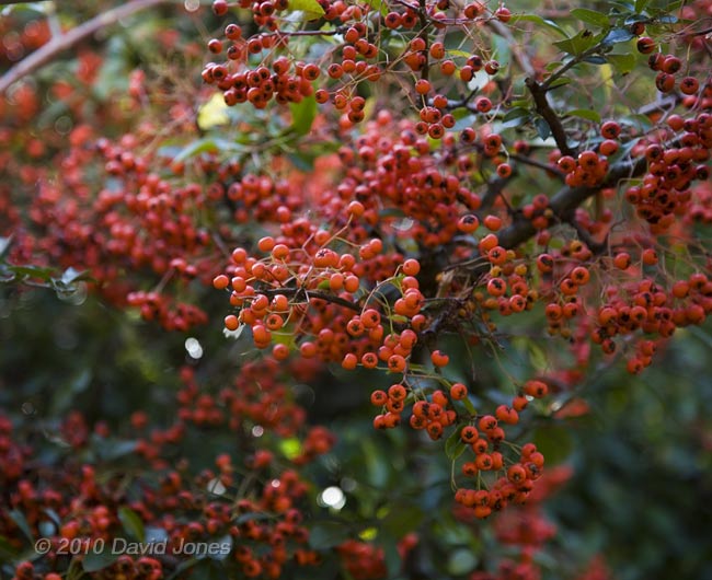 The Pyrocantha laden with berries, 27 October 2010