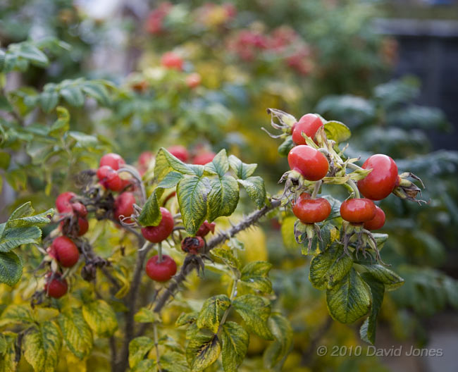 Hips on the Rosa rugosa, 27 October 2010