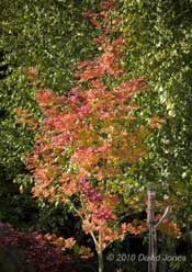Our Rowan in the morning sunshine, 27 October 2010