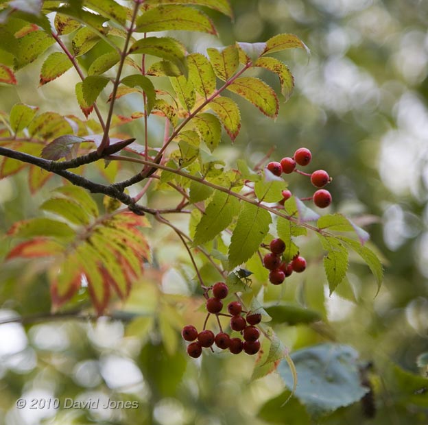 A close-up of the Autumn colours displayed by our Rowan, 27 October 2010