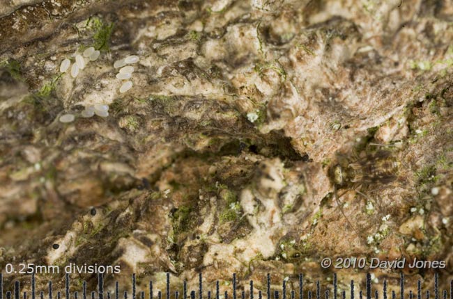 Epicaecilius pilipennis (barkfly) with eggs, 29 October 2010