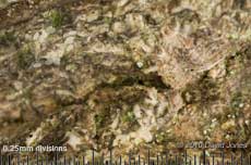 Epicaecilius pilipennis (barkfly) with eggs, 29 October 2010