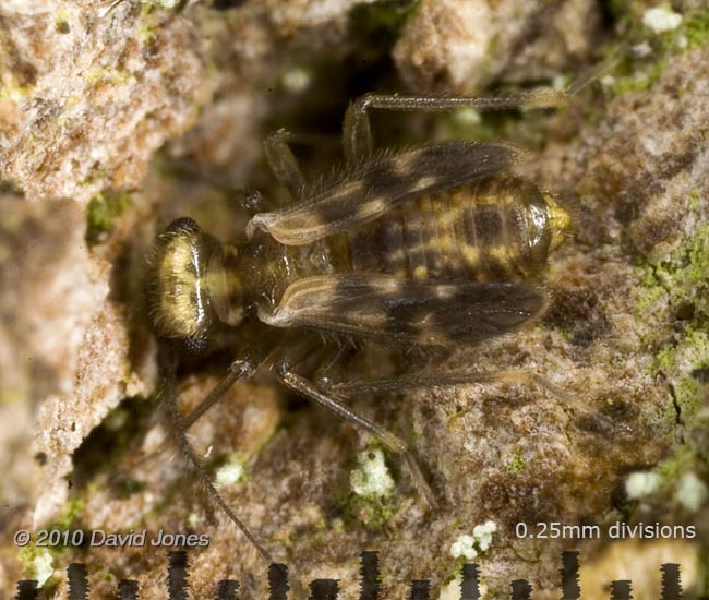 Epicaecilius pilipennis (barkfly), 29 October 2010