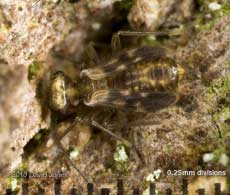 Epicaecilius pilipennis (barkfly), 29 October 2010