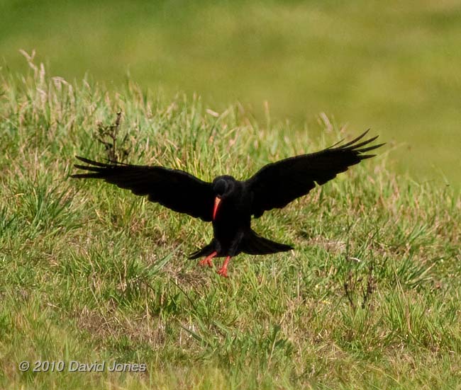 Chough in a field near Polpeor Cove - 2, 6 September 2010