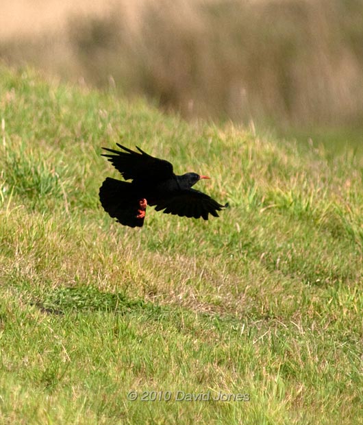 Chough in a field near Polpeor Cove - 1, 6 September 2010