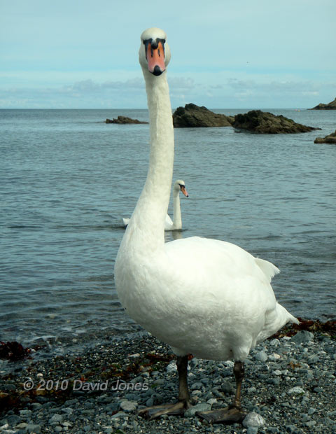 Swans at Porthallow (2), 7 September 2010