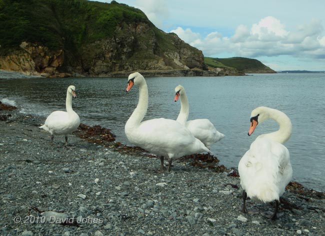 Swans at Porthallow, 7 September 2010