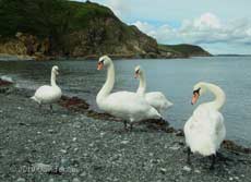 Swans at Porthallow, 7 September 2010