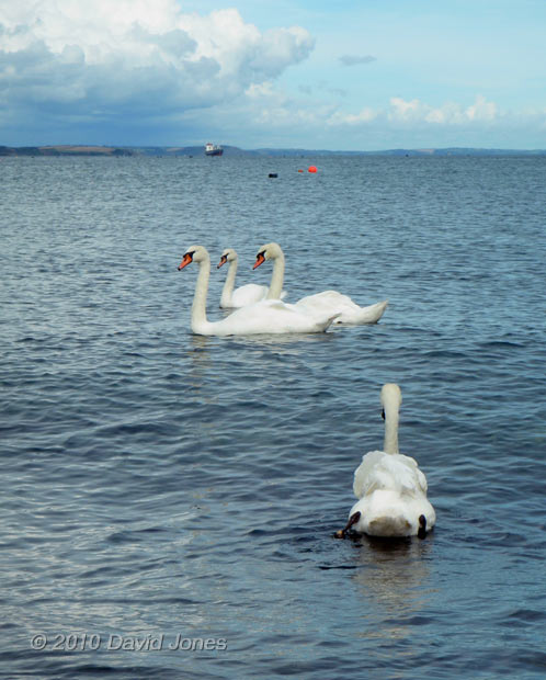 Swans at Porthallow (2), 7 September 2010