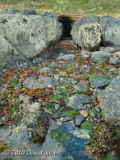 Approach to a cave north of Porthallow at low (Spring) tide, 9 September 2010