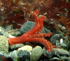 Stalked Jellyfish (Lucernariopsis campanulata)  - Porthallow, 9 September 2010