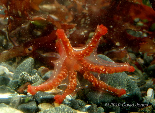 Stalked Jellyfish (Lucernariopsis campanulata) - 2  - Porthallow, 9 September 2010