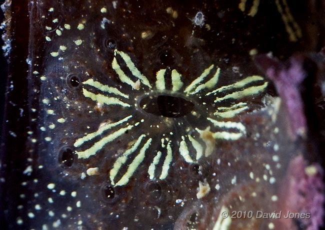 Compound Sea Squirt (Botryllus  schlosseri)  - Porthallow, 9 September 2010