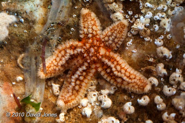 Common Starfish (Marthasterias glasialis)?  - Porthallow, 9 September 2010