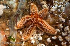 Common Starfish (Marthasterias glasialis)?  - Porthallow, 9 September 2010