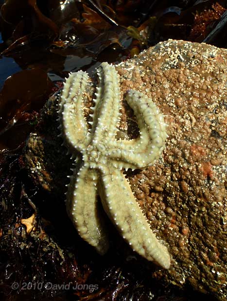Starfish (Marthasterias glasialis)  - Porthallow, 9 September 2010