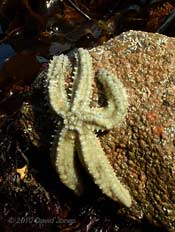 Starfish (Marthasterias glasialis)  - Porthallow, 9 September 2010
