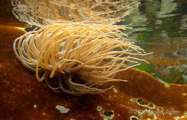 Dreadlocks Anemone on Laminaria frond (1)  - Porthallow, 10 September 2010