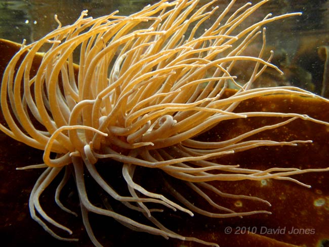 Dreadlocks Anemone on Laminaria frond (2)  - Porthallow, 10 September 2010
