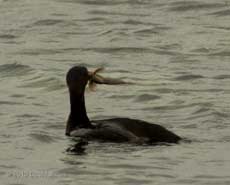 Cormorant with Blenny(?) - Porthallow, 10 September 2010