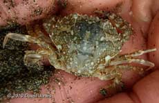 Porthallow Cove- sand exposed at low Spring tide, 10 September 2010