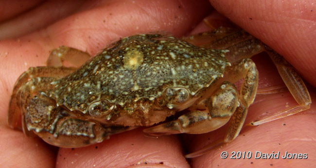 Porthallow Cove- sand exposed at low Spring tide(3), 10 September 2010