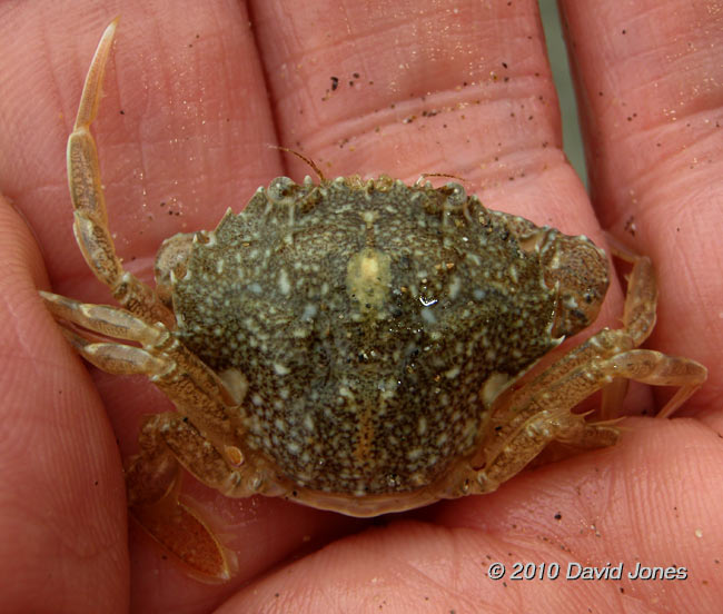 Porthallow Cove- sand exposed at low Spring tide (1), 10 September 2010