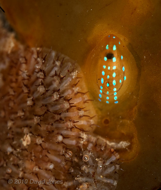 Blue-rayed Limpet (Patina pellucidum)  - 1 - Porthallow, 10 September 2010