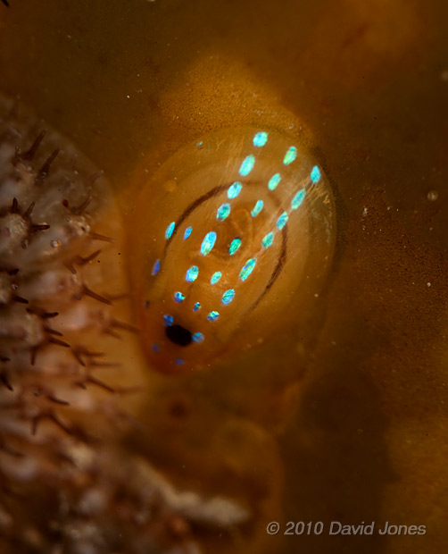 Blue-rayed Limpet (Patina pellucidum)  - 2 - Porthallow, 10 September 2010