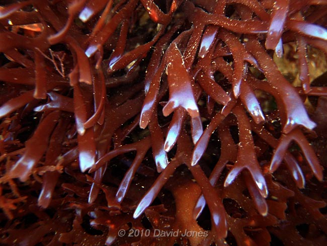 Carragheen seaweed - Porthallow, 10 September 2010