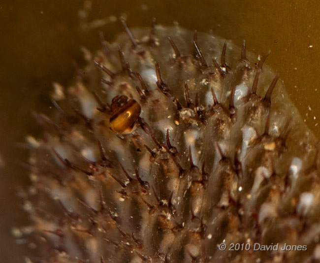 Snail (unidentified) on bryozoan (1) - Porthallow, 10 September 2010