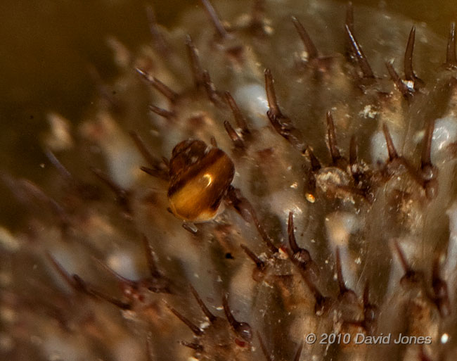 Snail (unidentified) on bryozoan (2) - Porthallow, 10 September 2010