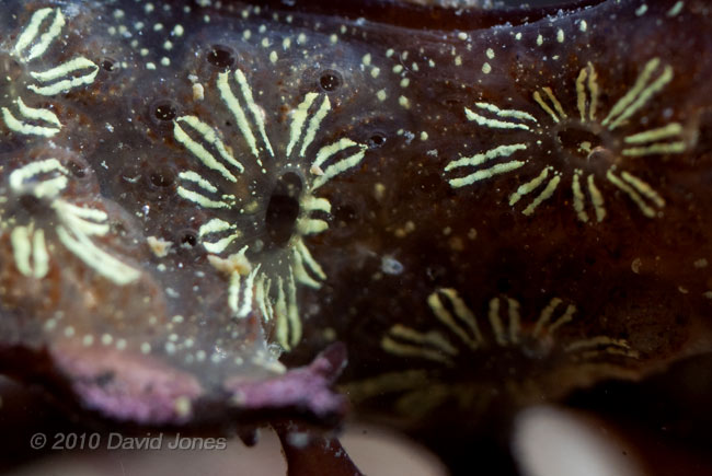 Botryllus schlosseri - Porthallow, 10 September 2010