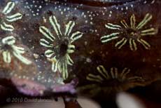 Botryllus schlosseri - Porthallow, 10 September 2010