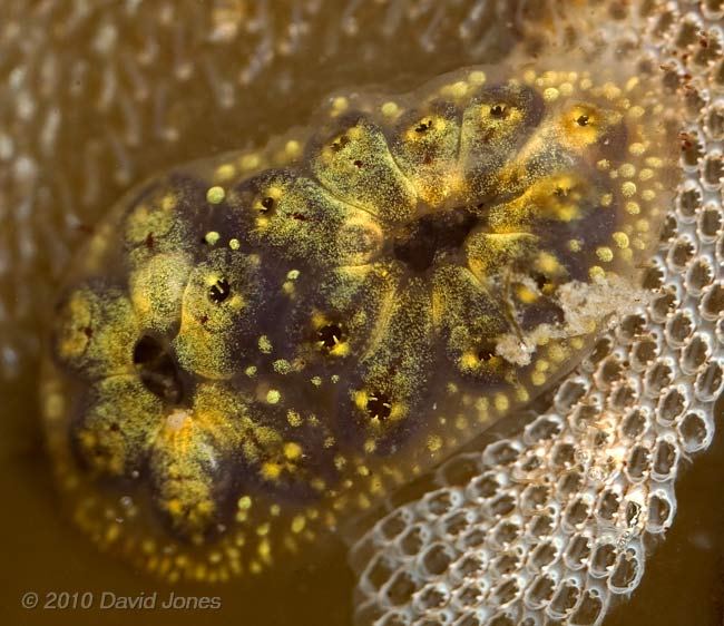 Compound Sea Squirt (unidentified) - 2 - Porthallow, 10 September 2010