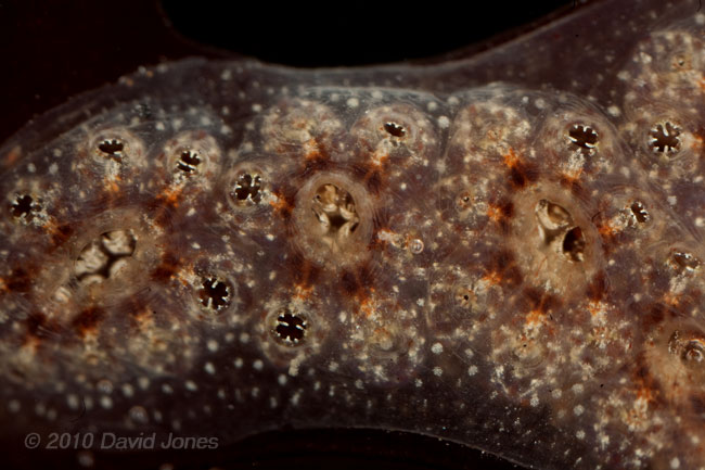 Compound Sea Squirt (unidentified) showing Oral syphons operating - 1a - Porthallow, 10 September 2010